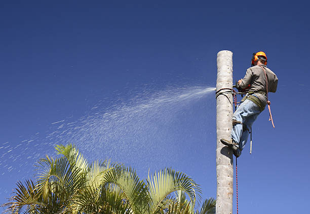 Best Root Management and Removal  in , OH