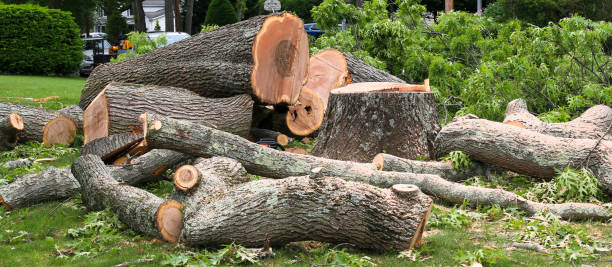 Best Tree Cabling and Bracing  in , OH