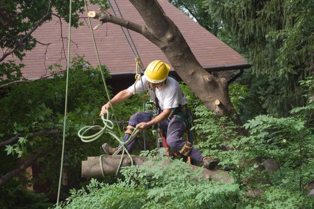 Best Seasonal Cleanup (Spring/Fall)  in , OH