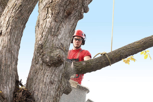 Best Storm Damage Tree Cleanup  in , OH